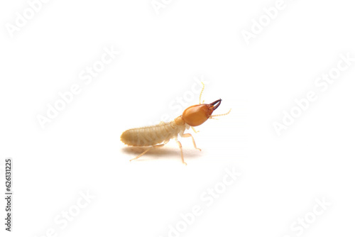 Close up of the Small termite on white background. Side view of the white ant isolate on white background..