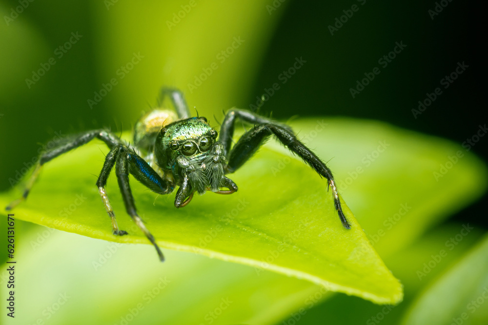 Close up a little Jumping Spider on green leaf, Colorful jumping spider. Close up a little Jumping Spider on green leaf, Colorful jumping spider.
