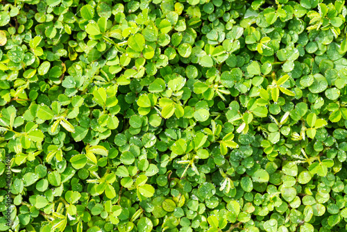 Wallpaper Mural beautiful small leaf plant green grass background. Torontodigital.ca