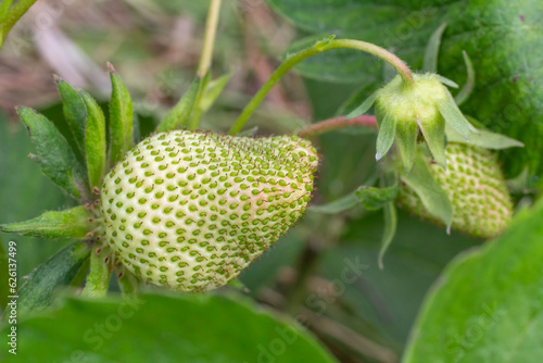 Strawberry plant. Stawberry bush with unripe berries.