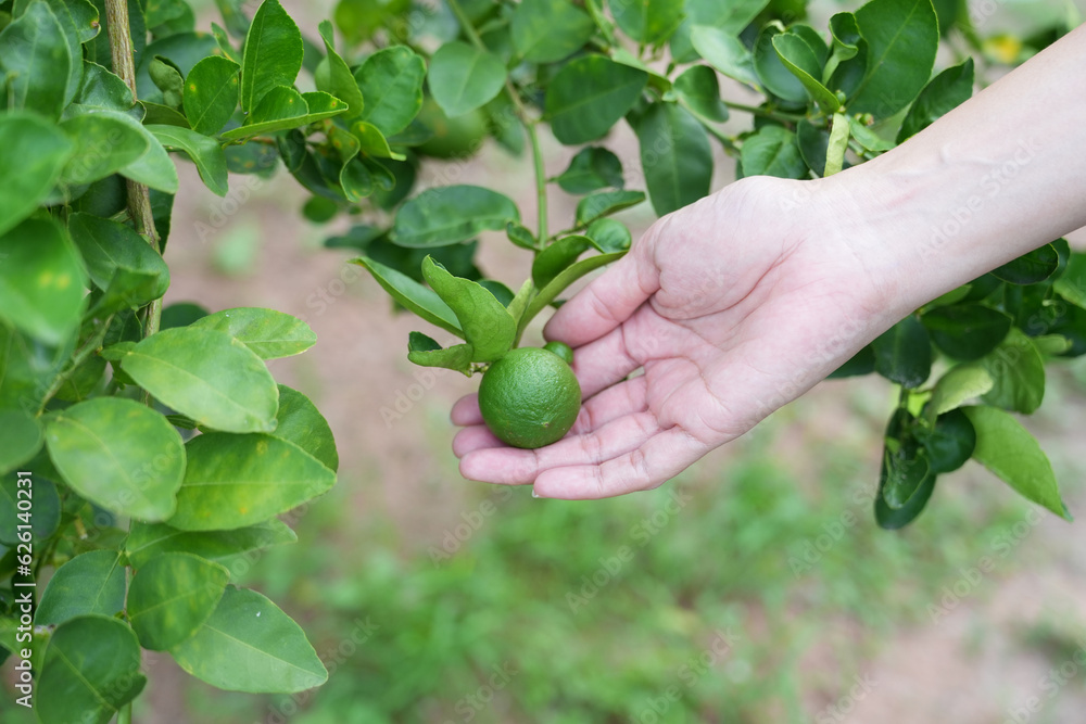 Hand holding fresh lemon from tree branch Hand holding fresh lemon from tree branch