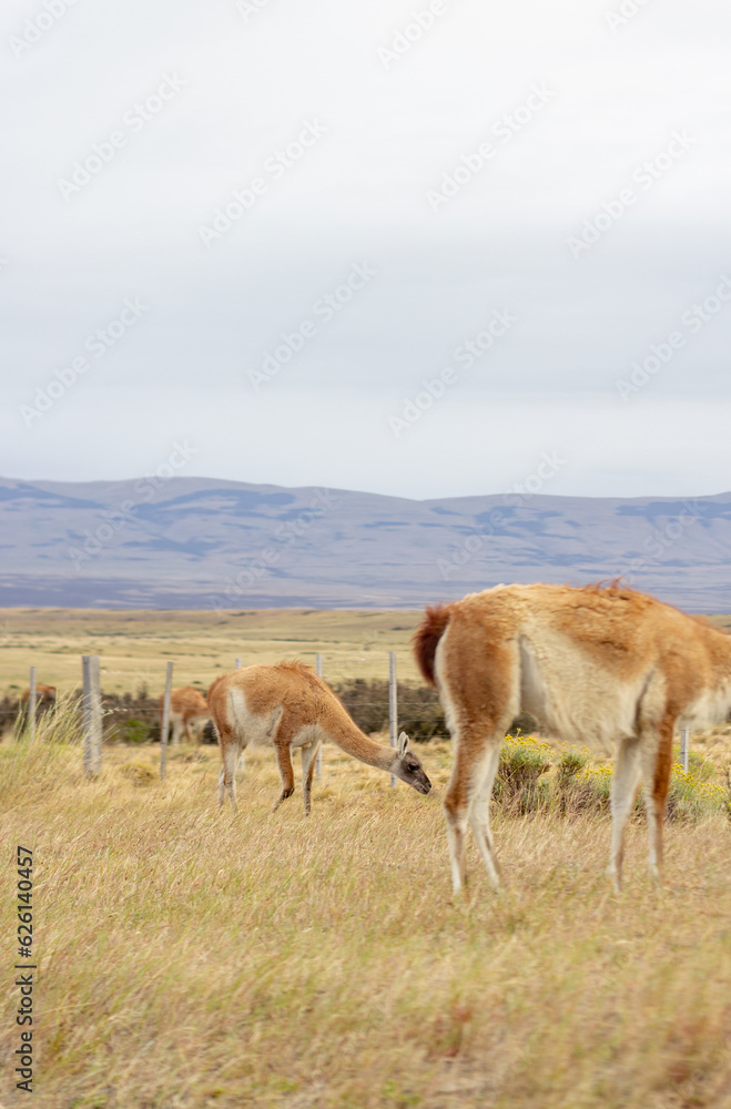 Fototapeta premium Guanaco in National Park Torres del Paine