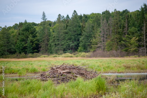 Beaver dam in marshy swampy pond  with pine trees and blue sky in background