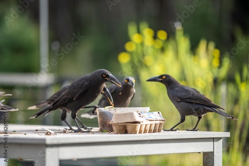 crows eating food scraps at a picinc, carawan birds in a flock