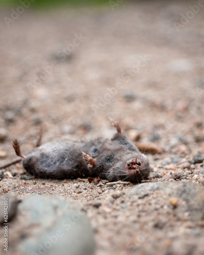close up of dead rodent with ant in mouth on dirt gravel trail