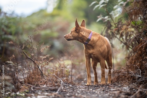 kelpie dog off lead in the bush in a trail