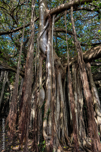 Banyan tree, Lord Howe Island, Australia