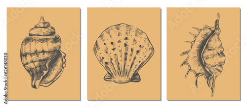 Sea shells. Hand drawn marine sketch style drawing isolated elements. Wall art decor. Underwater inhabitant, marine exotic nautilus, decorative isolated elements. Vector clams illustration