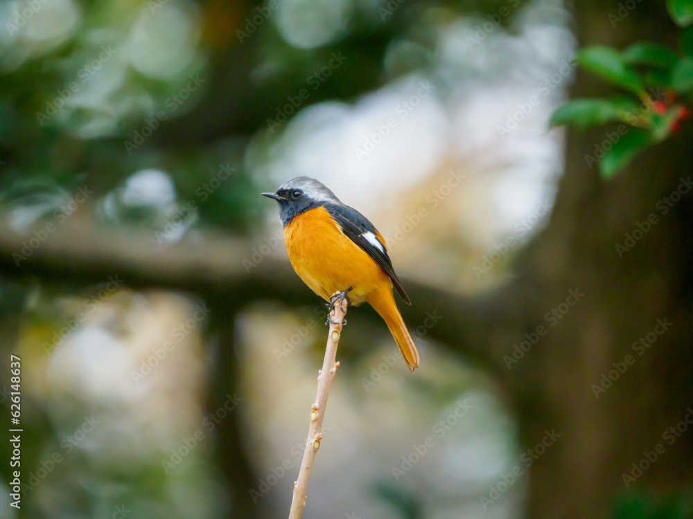 Naklejka premium 止まり木にとまるジョウビタキ