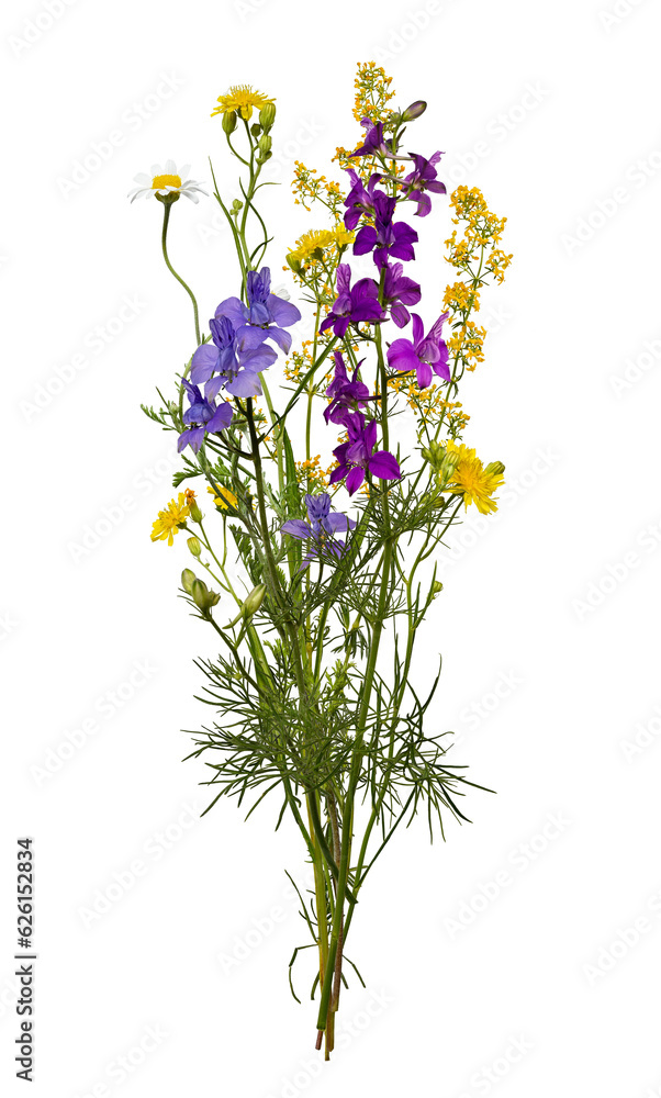 Summer bouquet of  wildflowers and herbs isolated on transparent background. Botanical collection, summer composition.