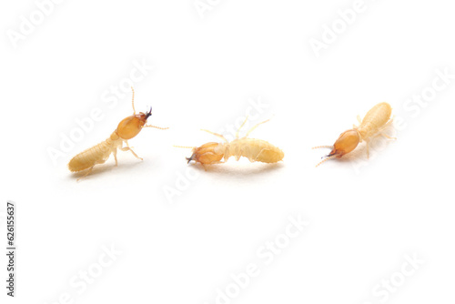 Collection of the Small termite on white background. Side view of the white ant isolate on white background. Home destructive insects.