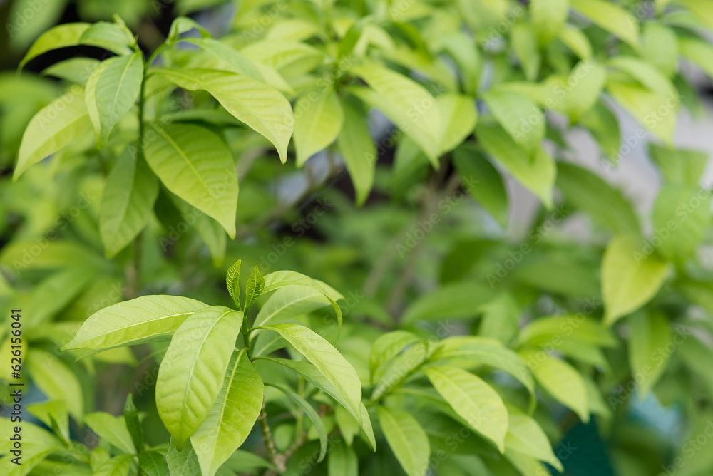 Green leaves that look fresh and comfortable. Green leaves that look fresh and comfortable.