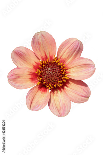 Peach-pink single-flowered dahlia blossom Group 1. Central disc with an outer ring of florets. Transparent background.
