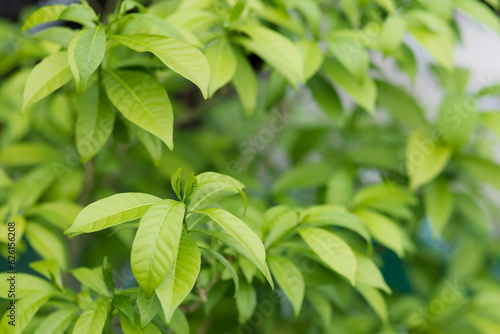 Green leaves that look fresh and comfortable.