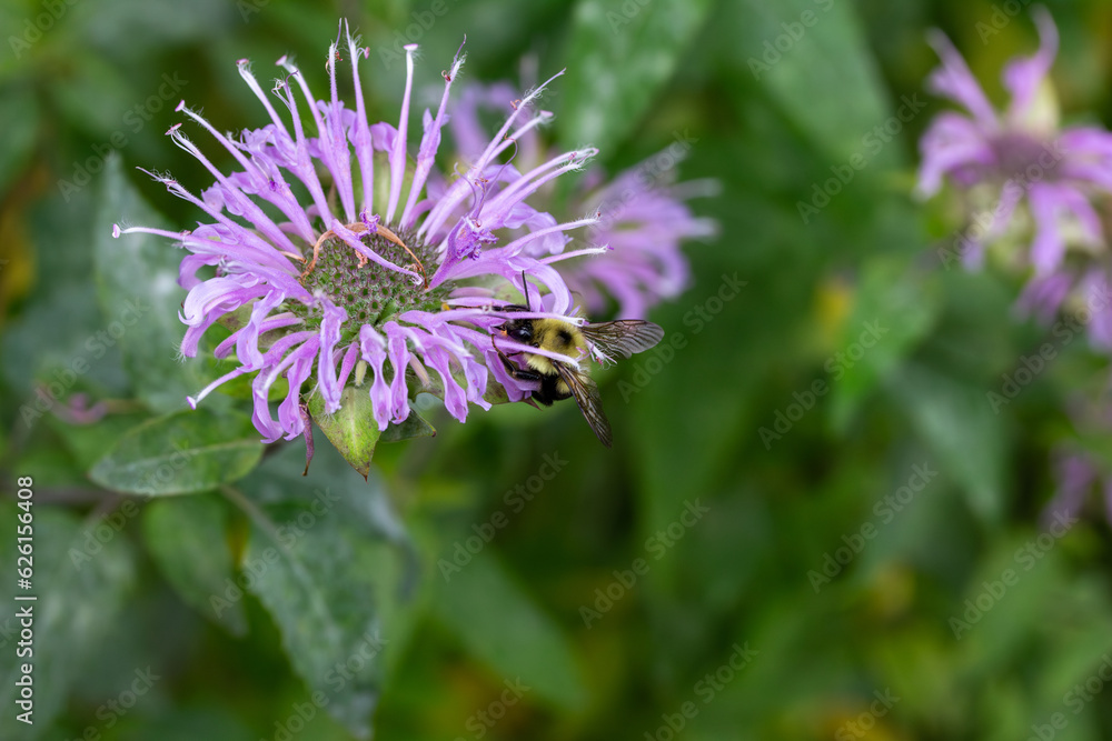 Close up texture background view of a purple color wild bergamot (monarda fistulosa) wildflower, with view of a bumblebee Close up texture background view of a purple color wild bergamot (monarda fistulosa) wildflower, with view of a bumblebee