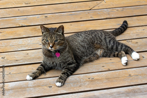 Close up view of a cute gray striped tabby cat with white paws relaxing on a rustic cedar deck.  © Cynthia
