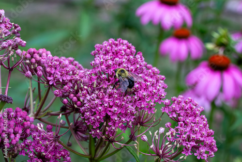 Macro texture view of beautiful pink swamp milkweed (asclepias incarnata) flower blossoms with view of a bumblebee photo
