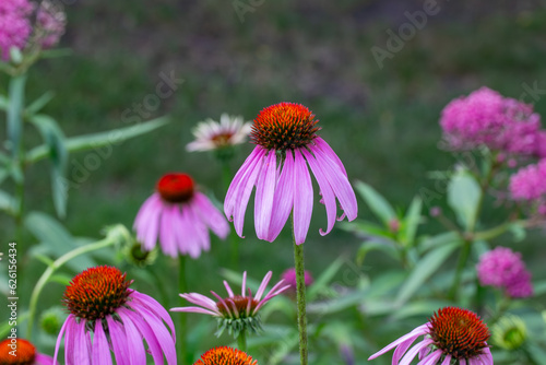 Abstract texture background view of purple coneflowers (echinacea purpurea), with defocused background 