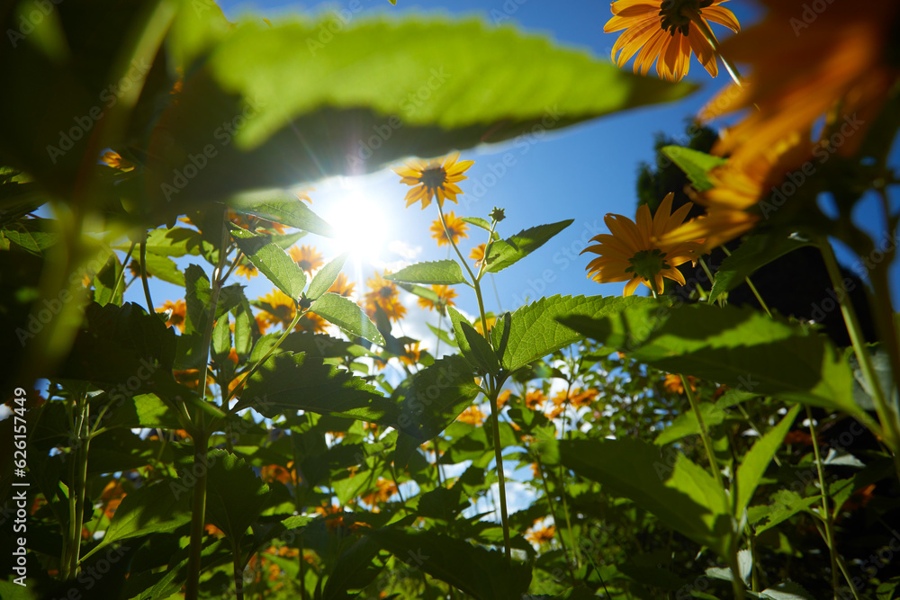 Fototapeta premium yellow flowers over blue sky