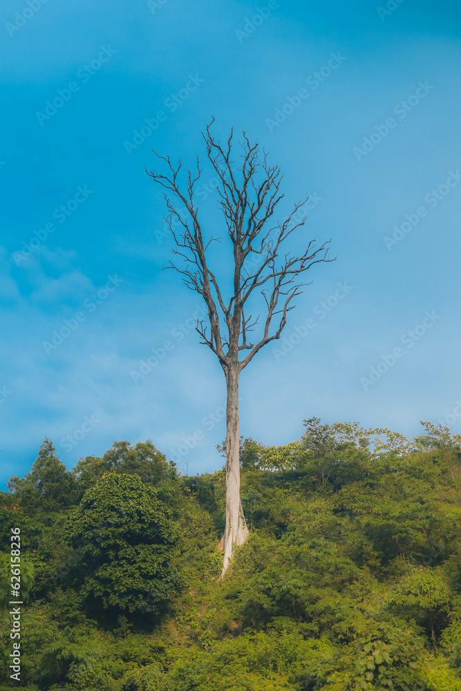 Obraz premium Tree without leaves in Mini Bandarban Cox's Bazar. Beautiful blue sky