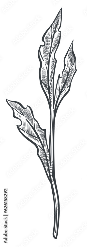 Floral summer, leaf monochrome sketch outline Floral summer, leaf monochrome sketch outline