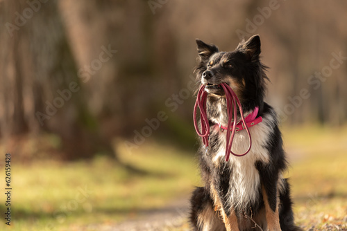 A black tri Australian Shepherd  dog is holding a leash in the mouth and waiting for a walk in the season autumn