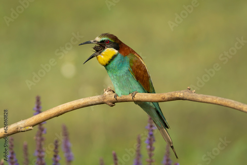 European bee-eater - Merops apiaster perched and spitting out pellet with light green background. Photo from Kisújszállás in Hungary.