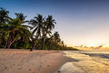 A palm trees on the beach