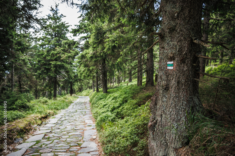 Obraz premium Hiking trail mark or sign on tree trunk next stone mountain trail in forest. Natural parkland Jeseniky mountains, Czechia