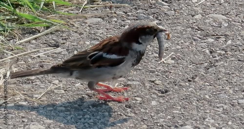 An Italian sparrow eating a worm, also known as the cisalpine sparrow, is a passerine bird of the sparrow family Passeridae, found in Italy and other parts of the Mediterranean region. photo