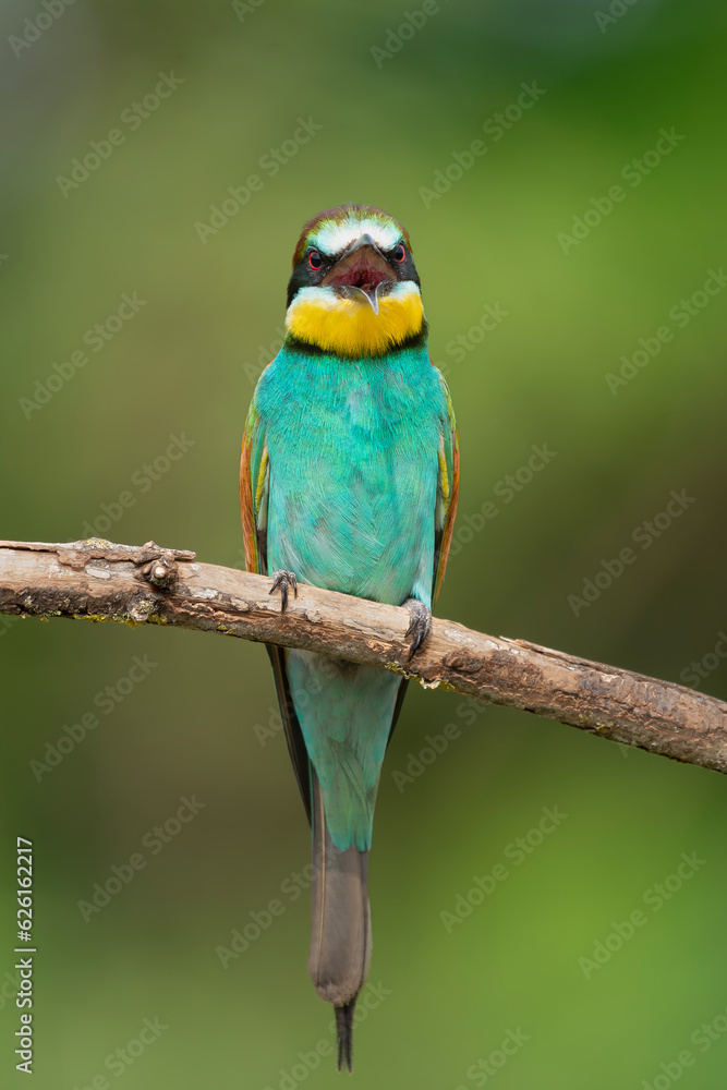 European bee-eater - Merops apiaster perched at light green background. Photo from Kisújszállás in Hungary. Vertical. European bee-eater - Merops apiaster perched at light green background. Photo from Kisújszállás in Hungary. Vertical.