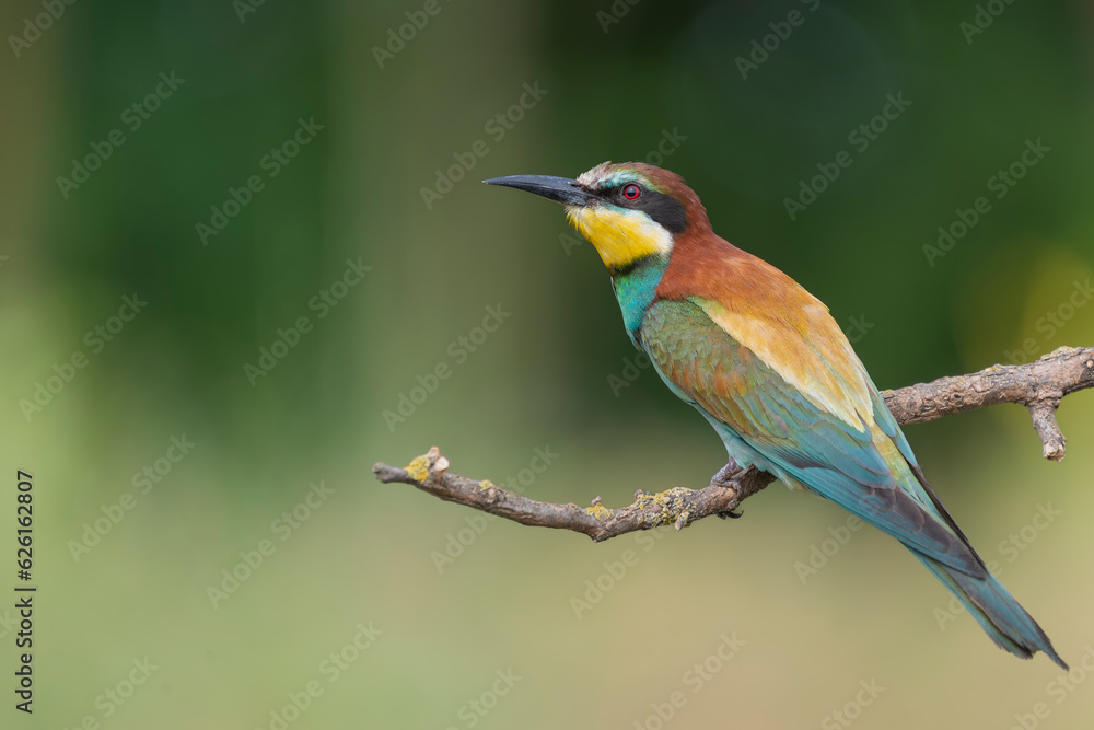 European bee-eater - Merops apiaster perched at green background. Photo from Kisújszállás in Hungary. Copy space left. European bee-eater - Merops apiaster perched at green background. Photo from Kisújszállás in Hungary. Copy space left.