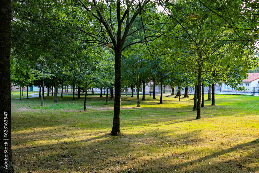 Naklejka premium Arbres