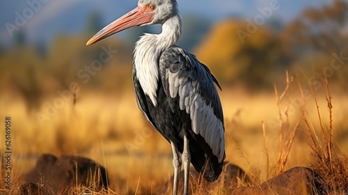 A Marabou Stork (Leptoptilos crumenifer) standing in the savannah of Tanzania's Serengeti National Park, its large bill, bald head, and hunched posture a fascinating sight. photo