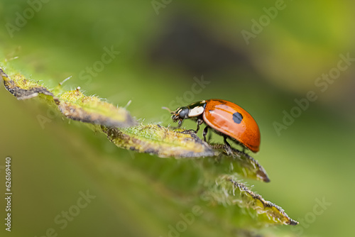 Extreme Macro close up of a black spot lady bug on a green leaf
