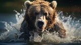 A grizzly bear (Ursus arctos horribilis) fishing for salmon in the fast-flowing rivers of Alaska, the powerful display of raw strength and dexterity a spectacle against the rugged wilderness.