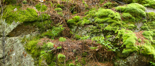 The moss is a bright green color and is covering the majority of the rock. The rock is gray in color and has a rough texture.