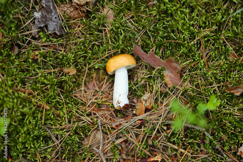 Close-up of a small yellow mushroom growing in a bed of green moss with a white stem and brown spots