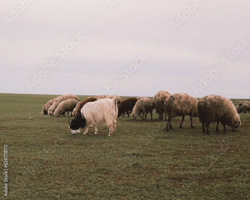 herd of sheep on a pasture