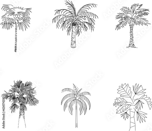 Vector sketch illustration of coconut palm plant and tree for plantation and garden decoration