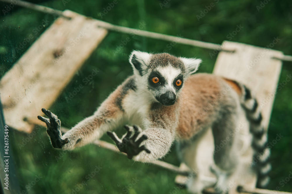 Fototapeta premium Lemur in the zoo