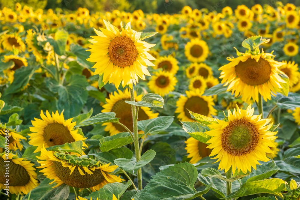 panorama in field of blooming bright yellow sunflowers in sunny evening