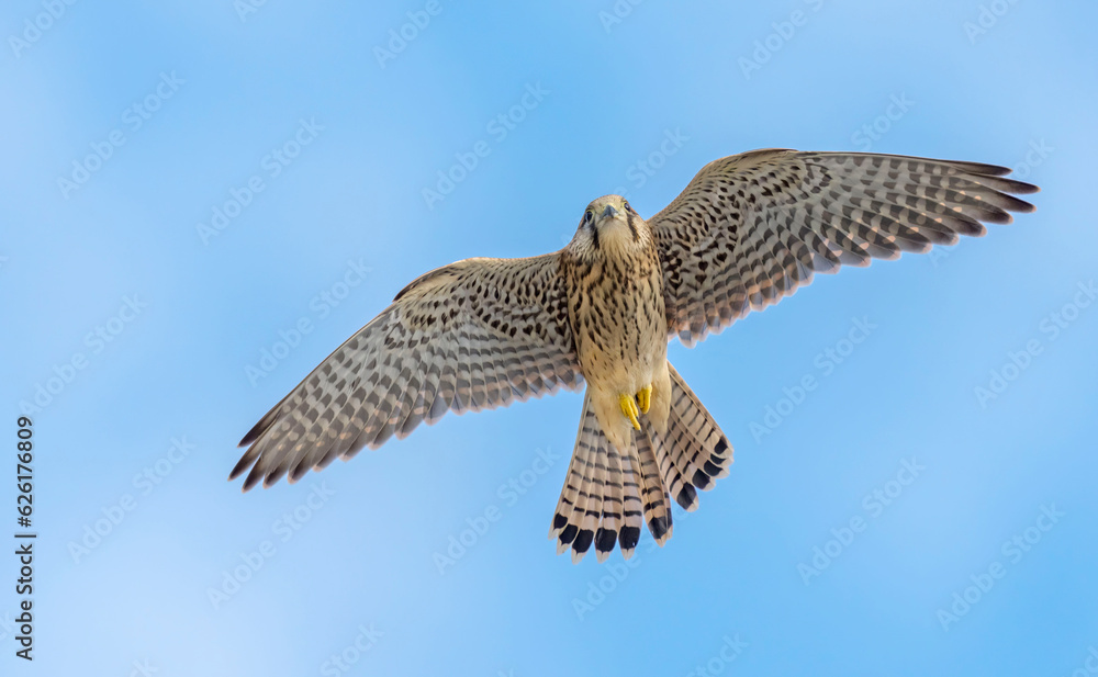 Fototapeta premium Common Kestrel (Falco tinnunculus) in flight against the sky. Bird in flight.