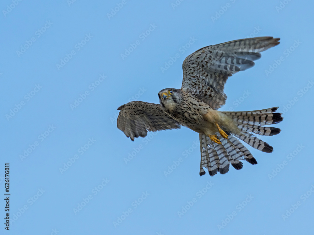 Fototapeta premium Common Kestrel (Falco tinnunculus) in flight against the sky. Bird in flight.
