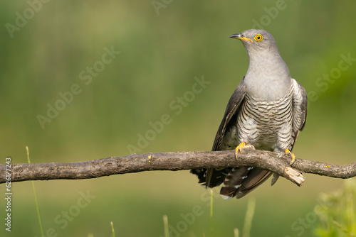 Common cuckoo - Cuculus canorus - male perched with green background. This migrant bird is an european brood parasite. Photo from Kisújszállás in Hungary. Copy space on right.