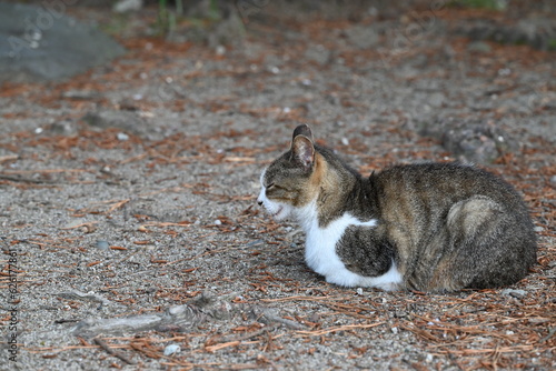 目を閉じ香箱座りをする猫 photo