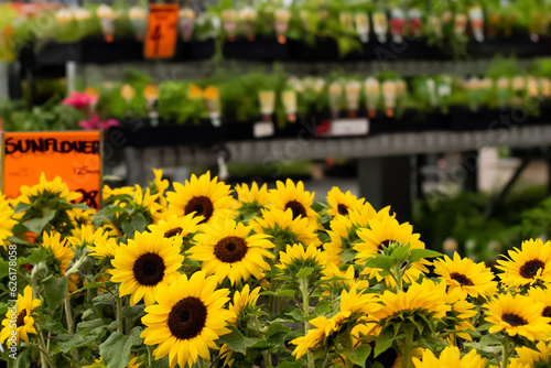 Potted sunflowers, nursery plants and seedlings on display at gardening warehouse shop store photo