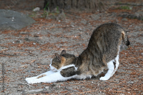 道端で伸びをする猫