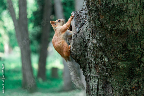 Fluffy squirrel on a tree