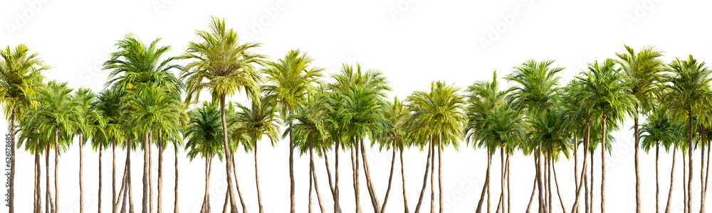 Row of palm trees on white transparent background. 3D rendering illustration.